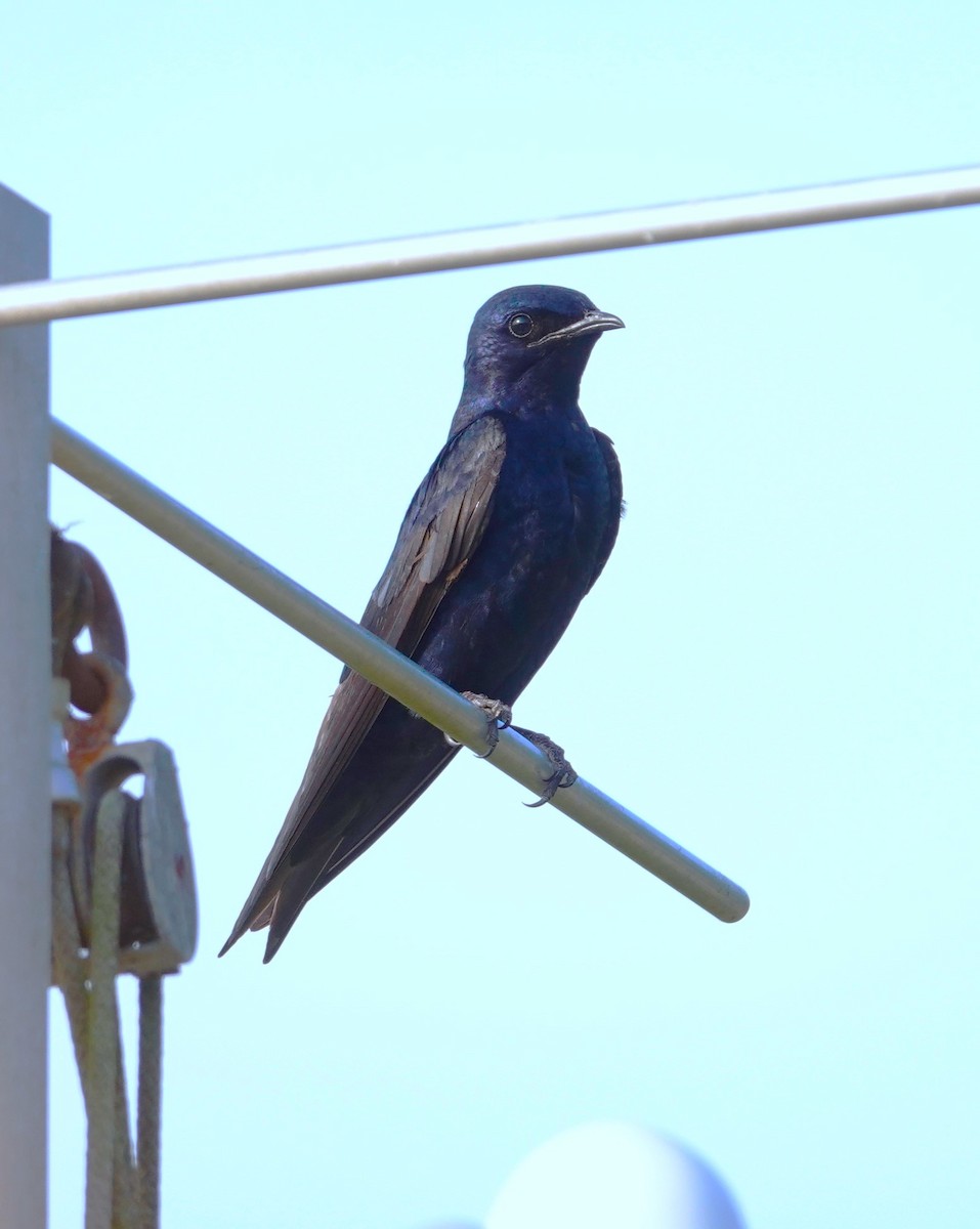 Purple Martin - Brian Lineaweaver