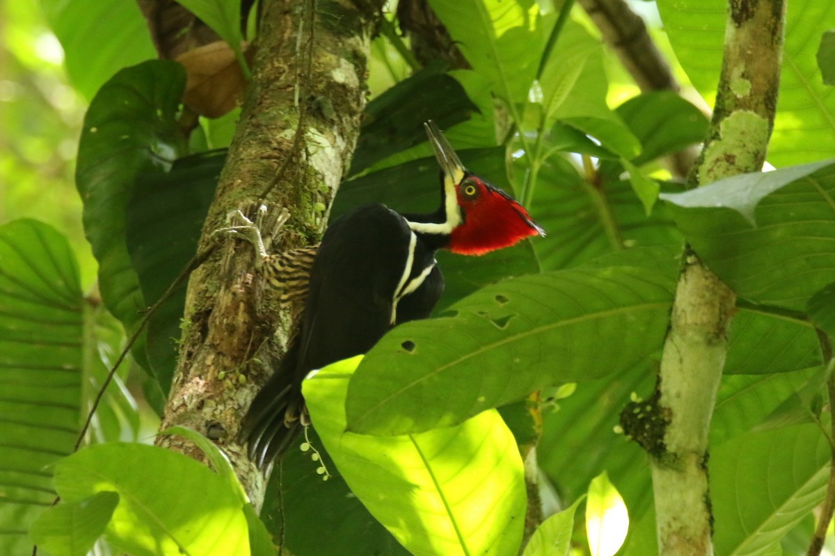 Crimson-crested Woodpecker - ML620655813