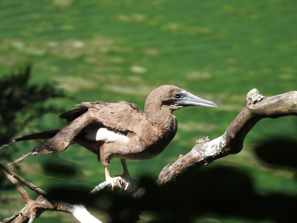 Brown Booby - ML620655815