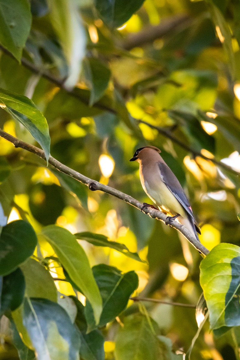 Cedar Waxwing - ML620655818