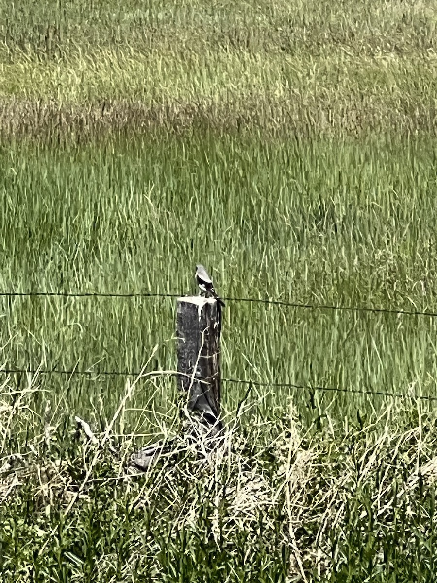 Loggerhead Shrike - ML620655833