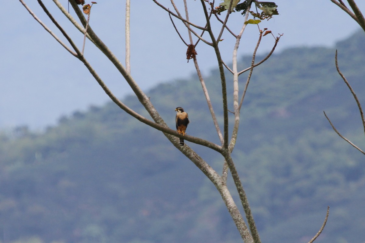 Aplomado Falcon - Luis Carlos García Mejía