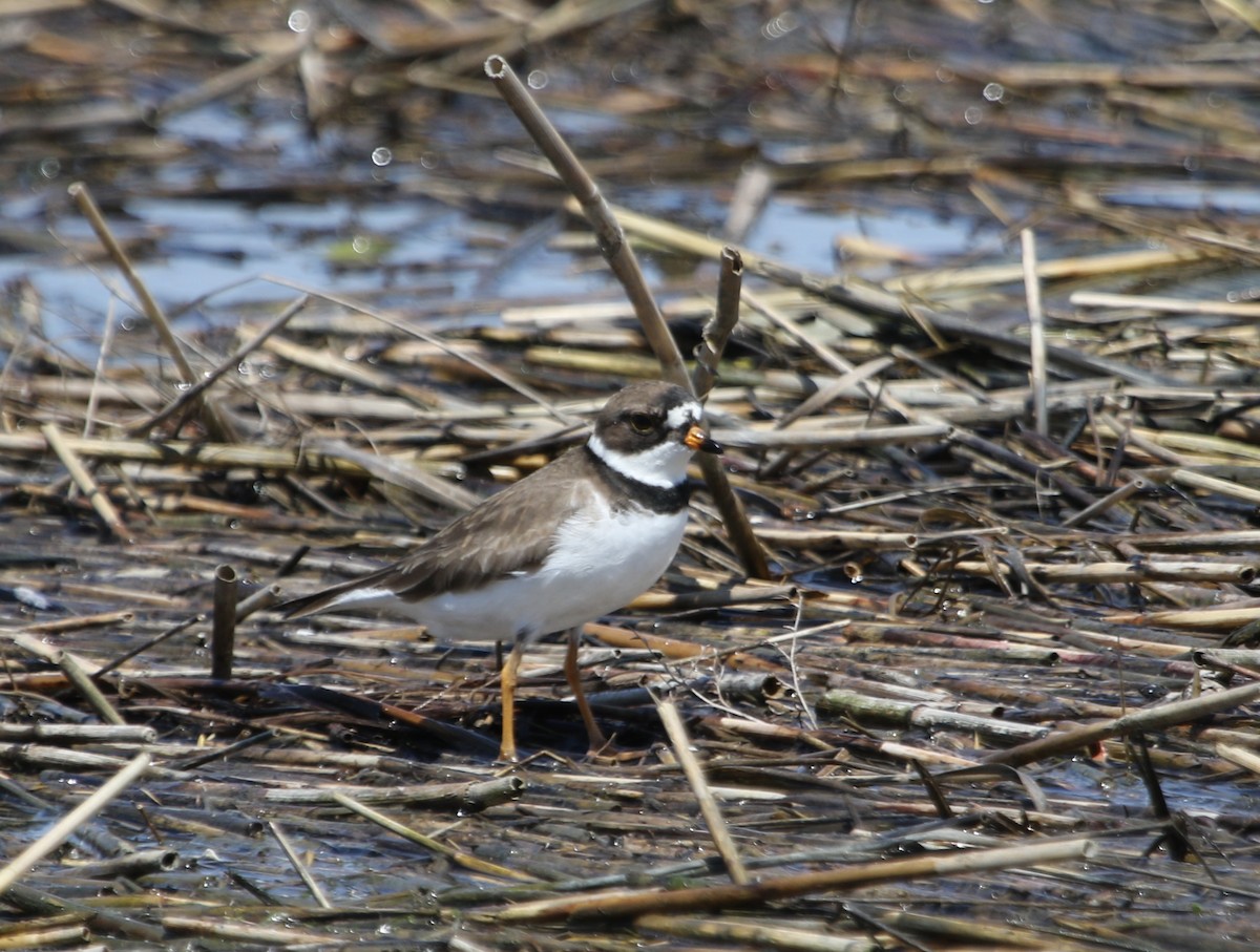 Semipalmated Plover - ML620655835
