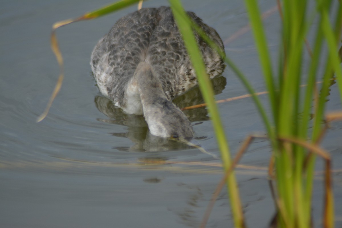 Great Grebe - ML620655842