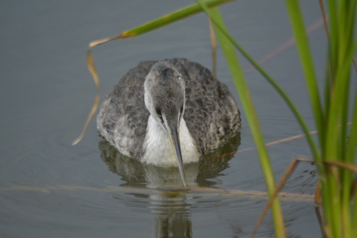 Great Grebe - Guilherme Thielen