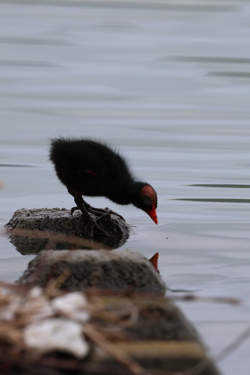 Gallinule d'Amérique - ML620655850