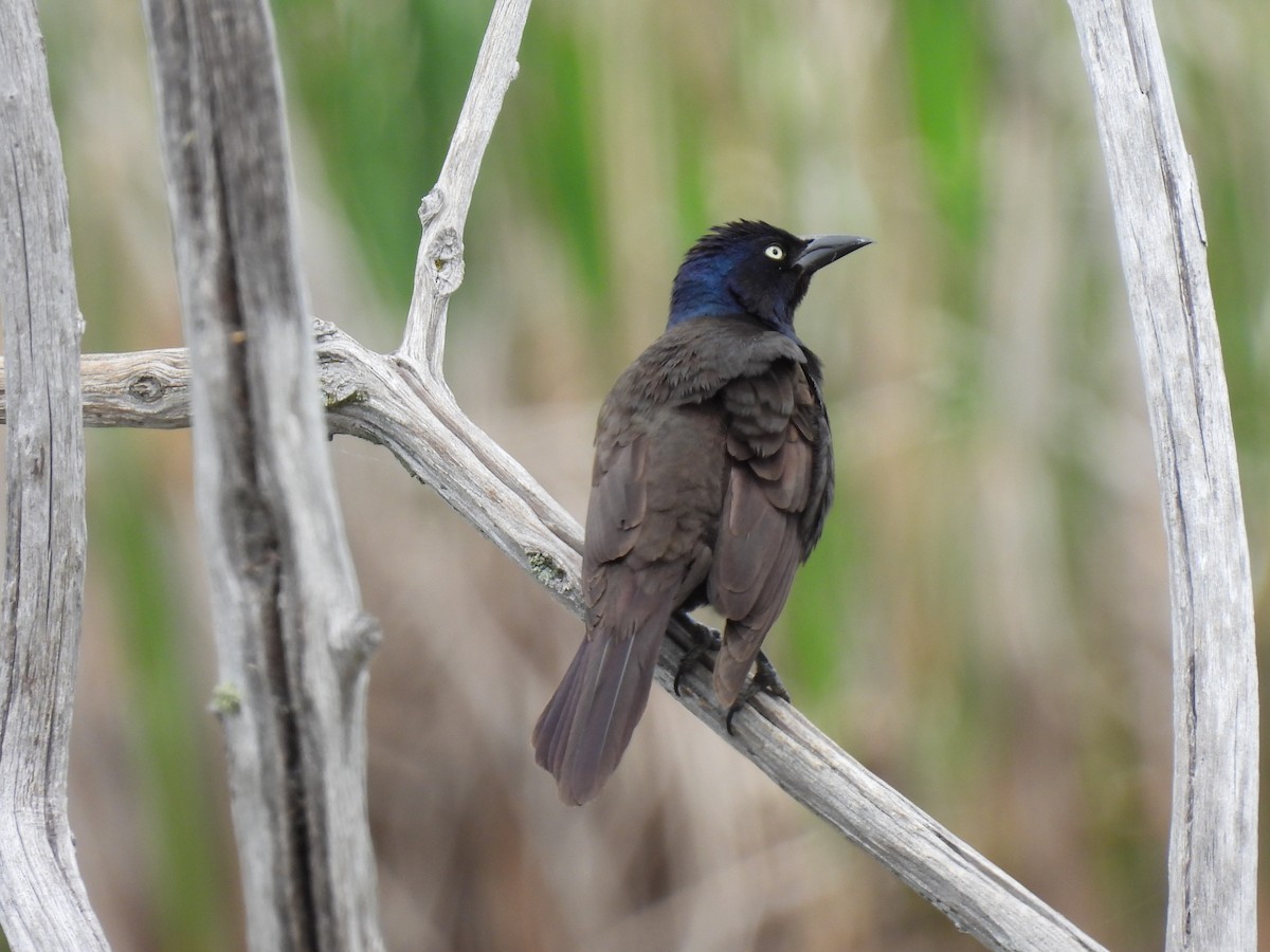 Common Grackle - ML620655852