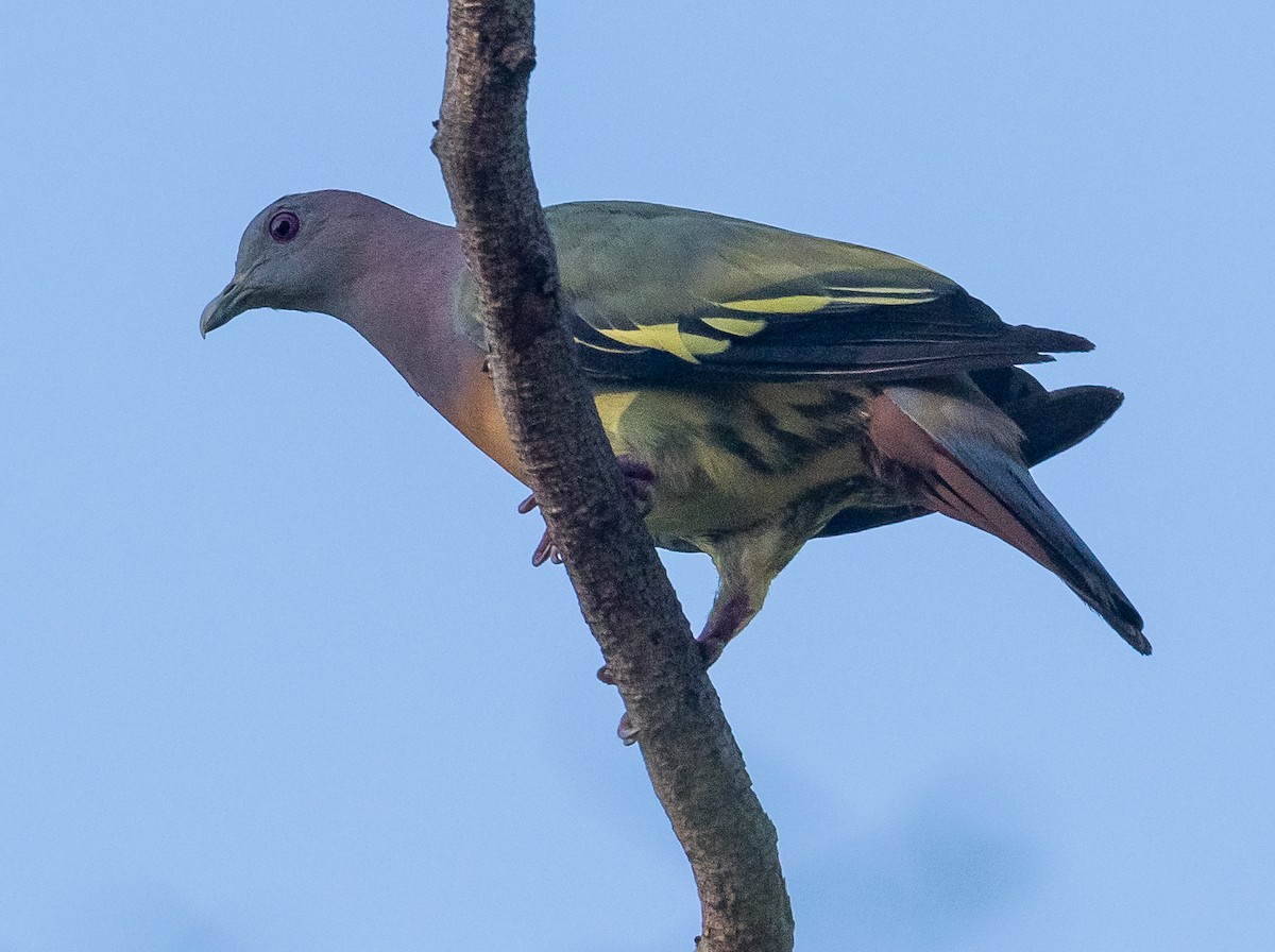Pink-necked Green-Pigeon - ML620655853