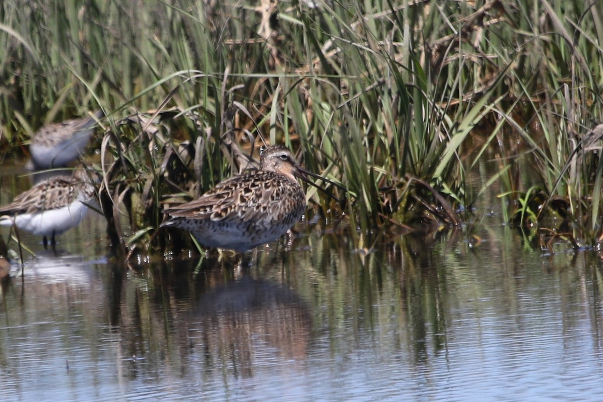 Short-billed Dowitcher - ML620655856