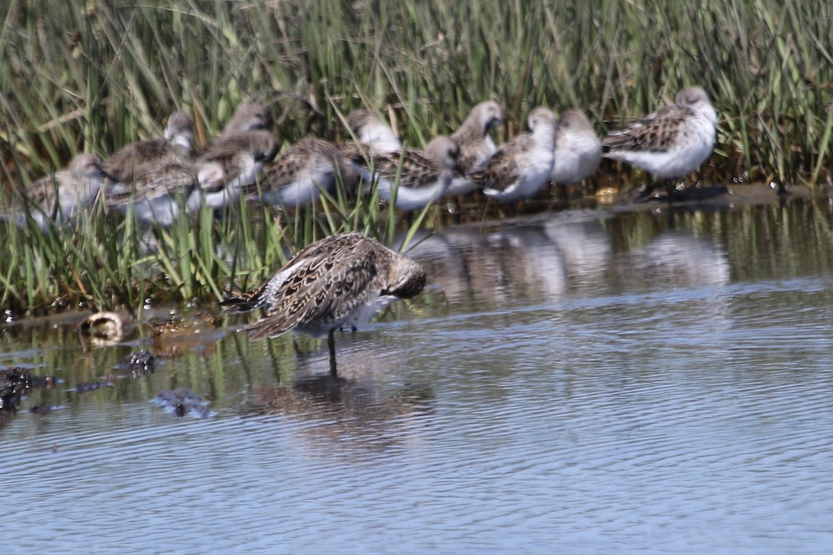 Short-billed Dowitcher - ML620655858