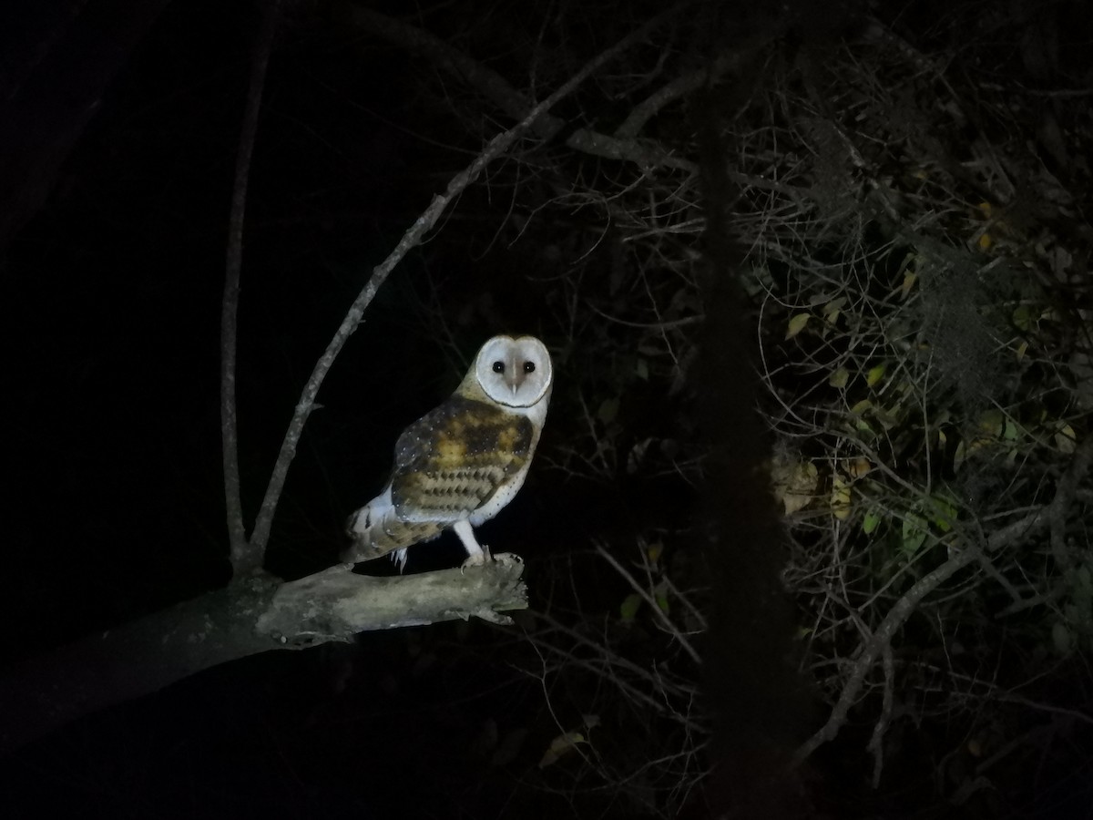 Barn Owl - ML620655859