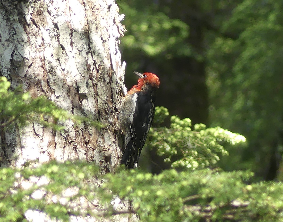 Red-breasted Sapsucker - Mary McCafferty