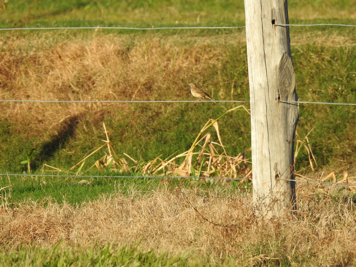 Tawny Grassbird - ML620655870