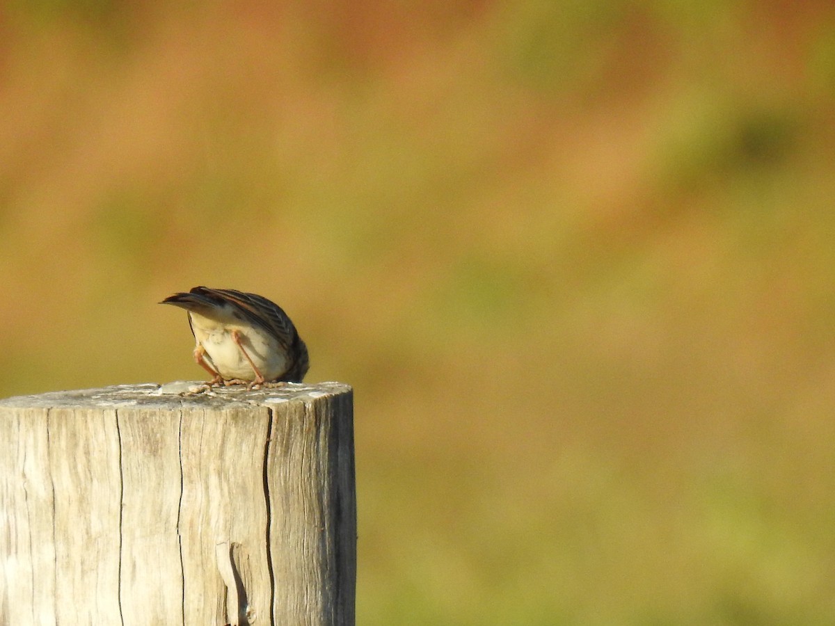 Tawny Grassbird - Monica Mesch