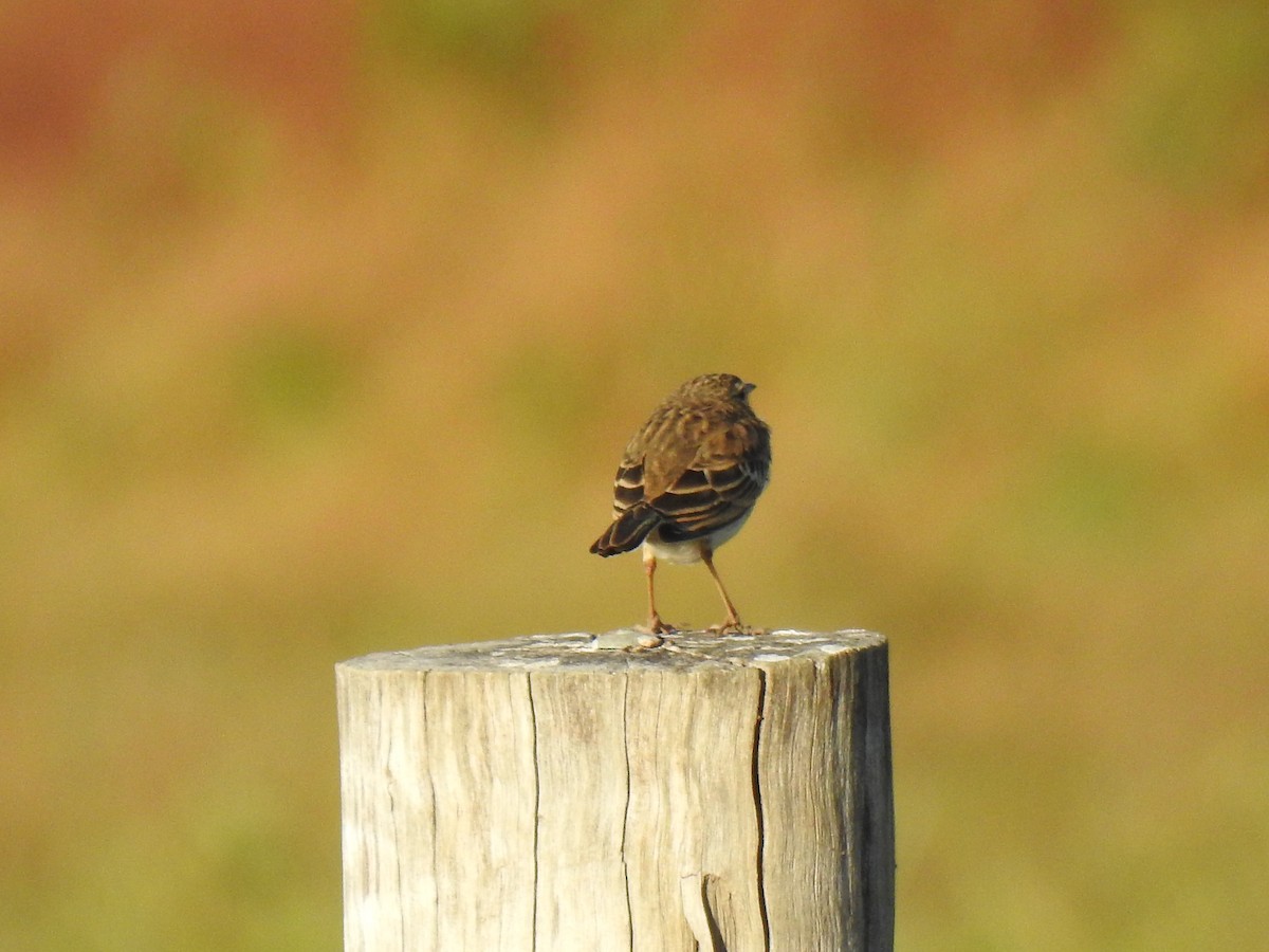 Tawny Grassbird - ML620655875