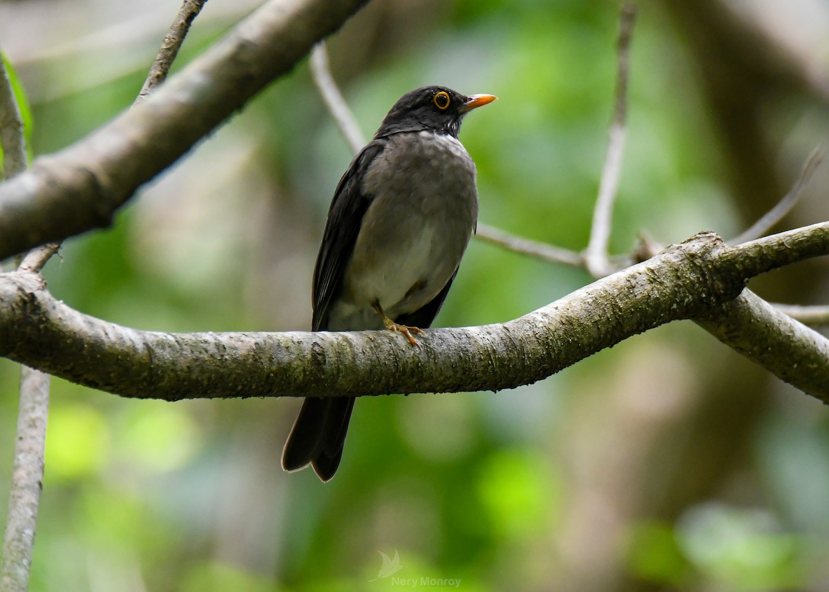 White-throated Thrush - ML620655878