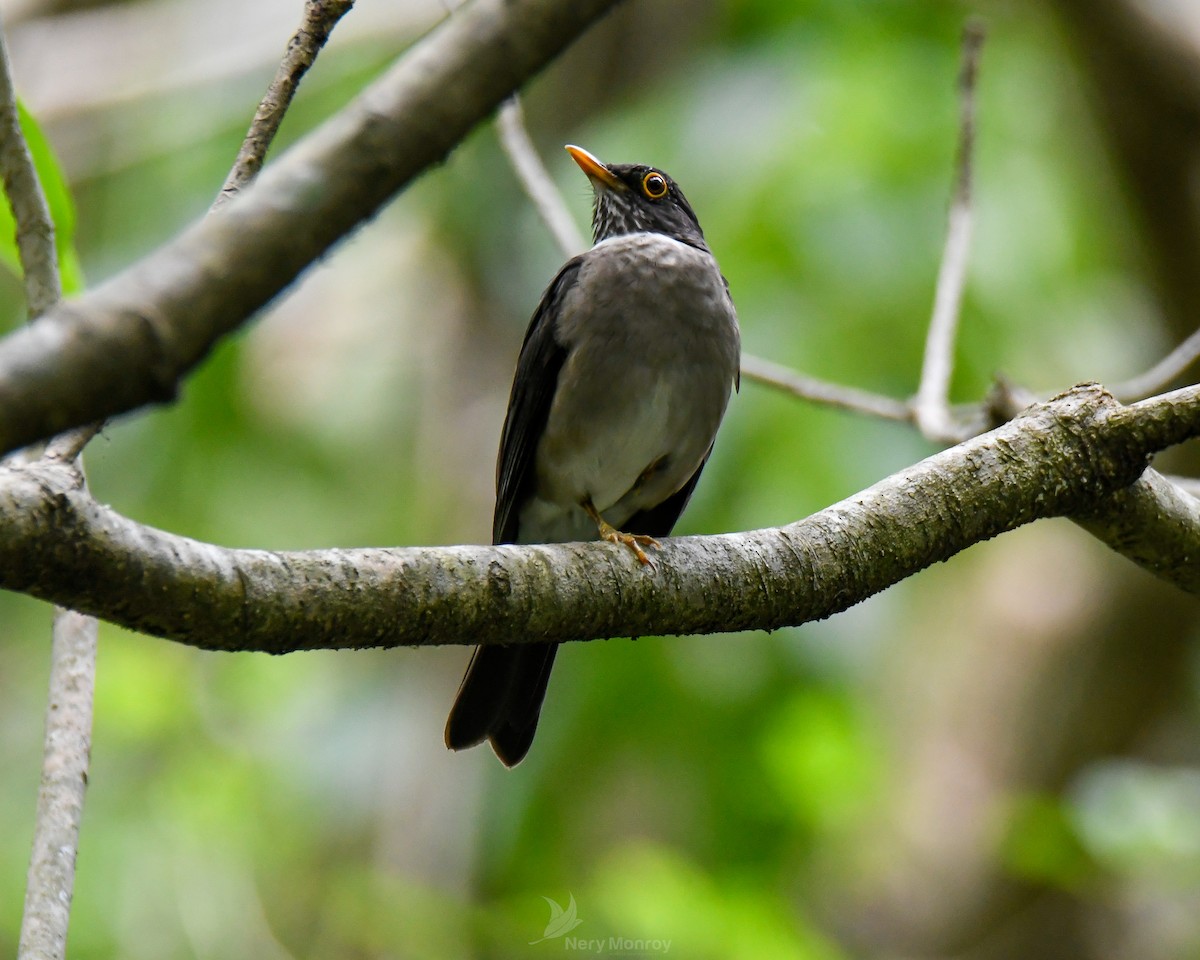 White-throated Thrush - ML620655880