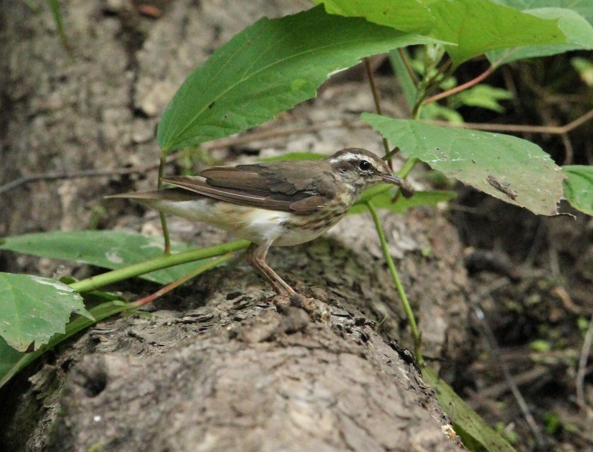 Louisiana Waterthrush - ML620655886