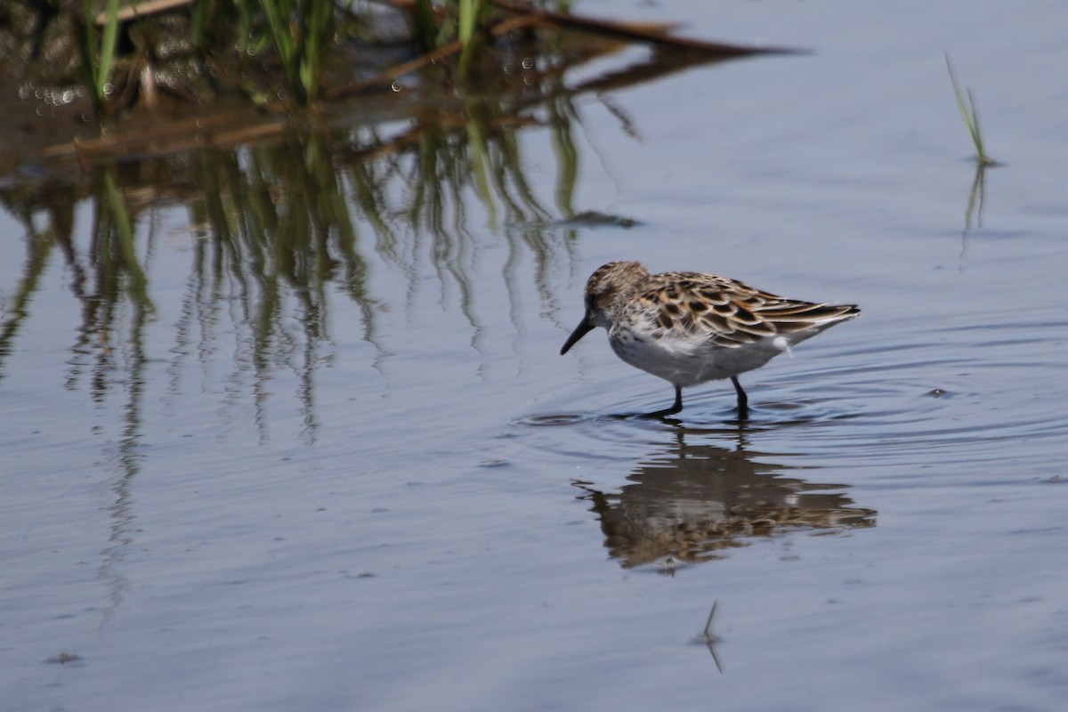 Semipalmated Sandpiper - ML620655897