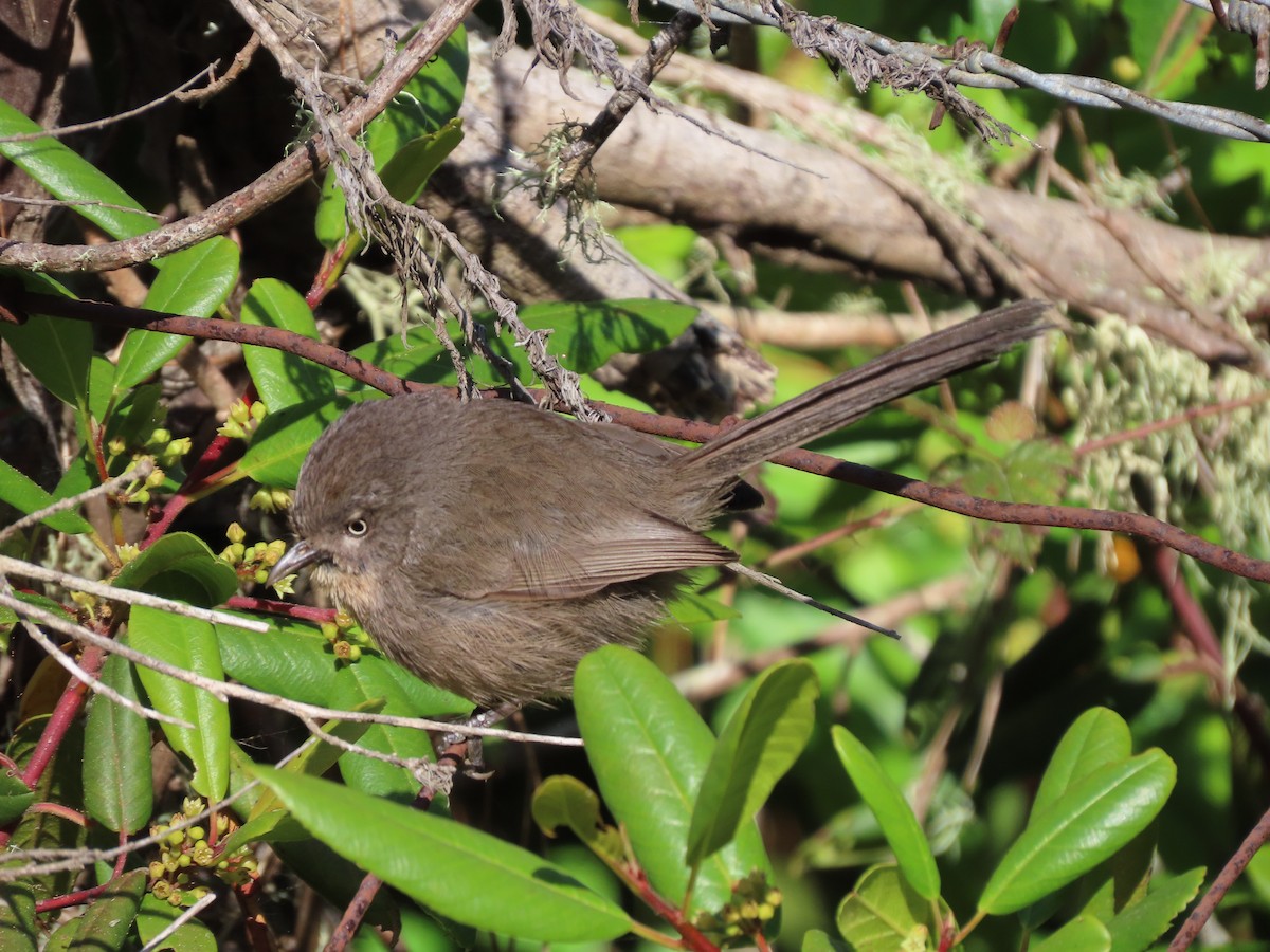 Wrentit - ML620655899