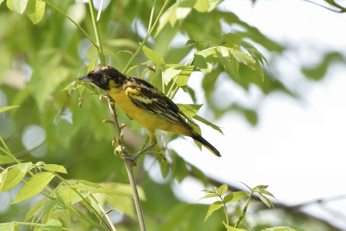 Baltimore Oriole - ML620655905