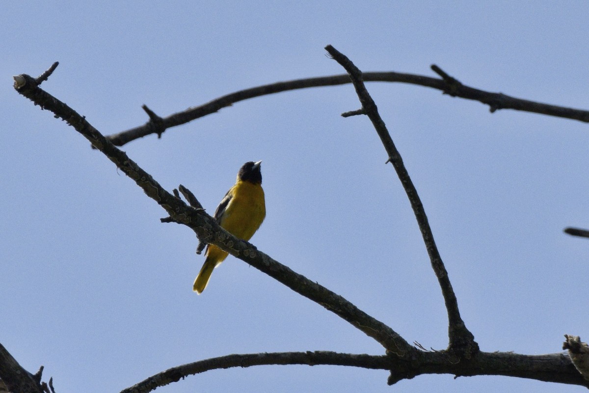 Baltimore Oriole - ML620655906