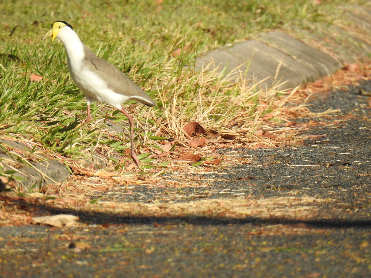 Masked Lapwing - ML620655907