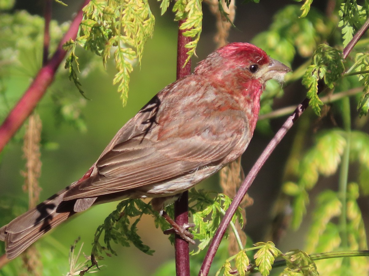 Roselin pourpré (californicus) - ML620655908