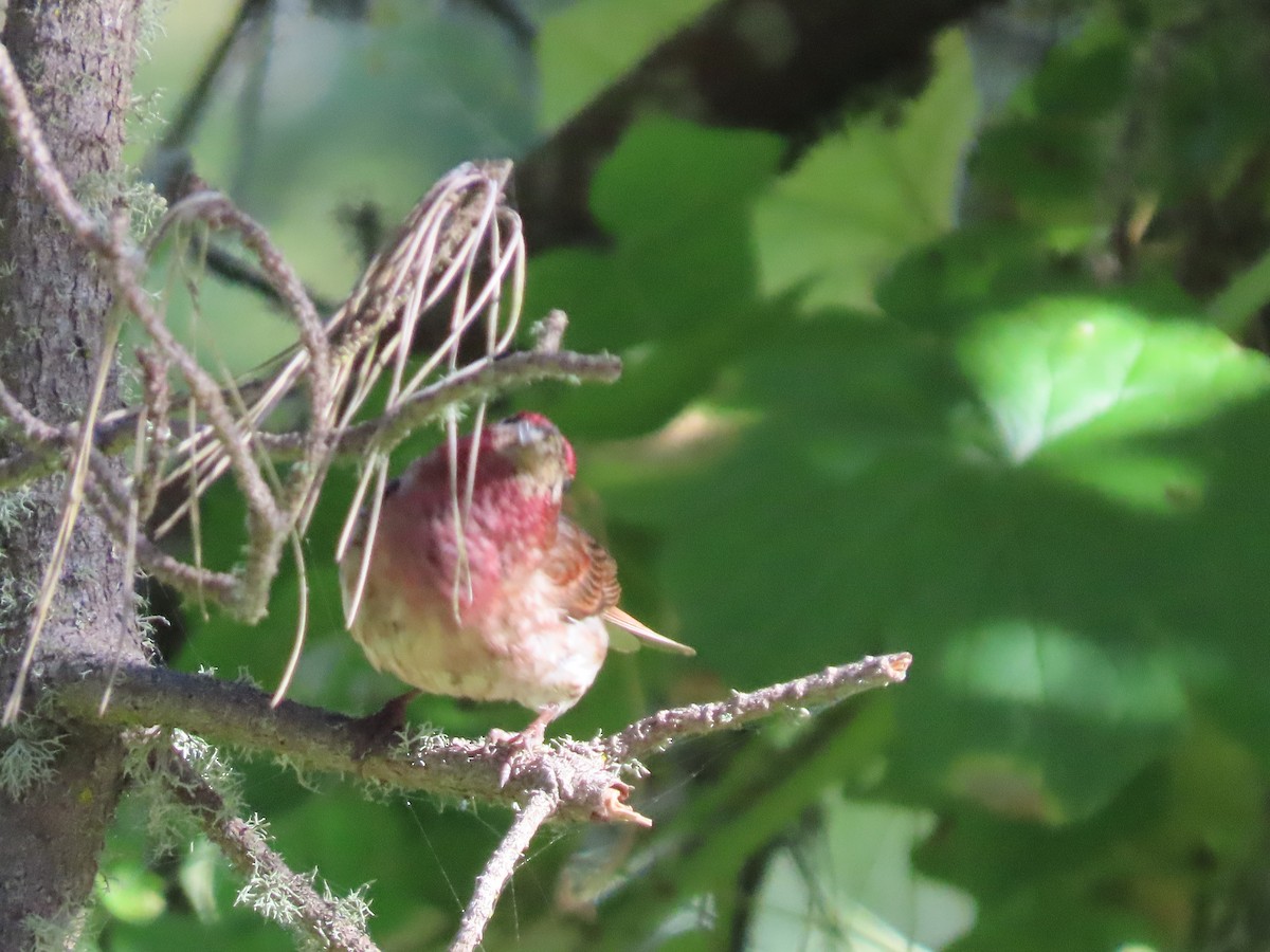 Purple Finch (Western) - ML620655911