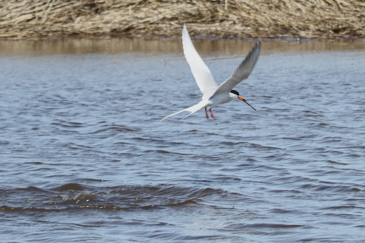 Forster's Tern - River Ahlquist