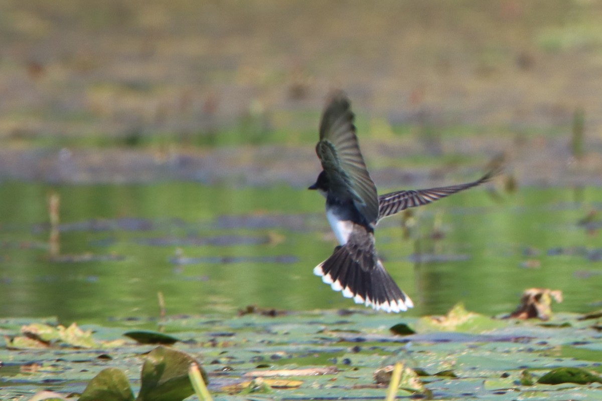 Eastern Kingbird - ML620655915