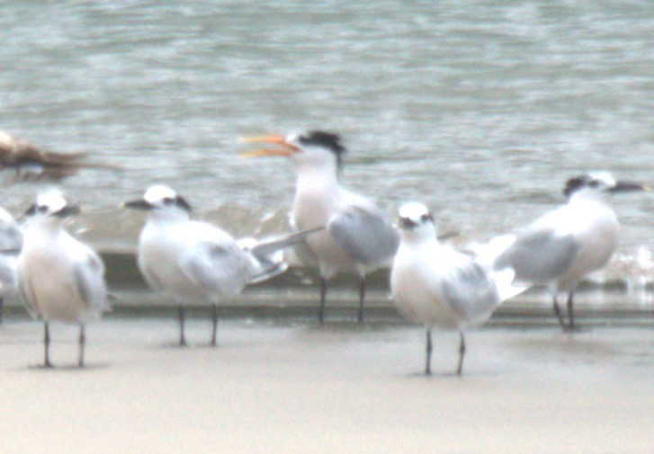 Elegant Tern - ML620655922