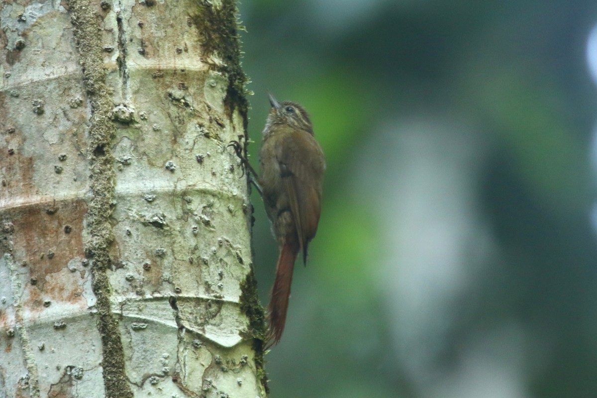 Wedge-billed Woodcreeper - ML620655936