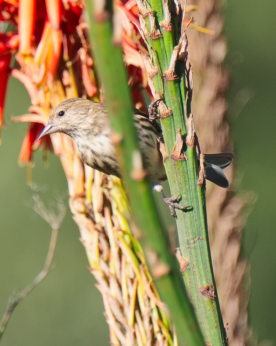 Pine Siskin - ML620655944