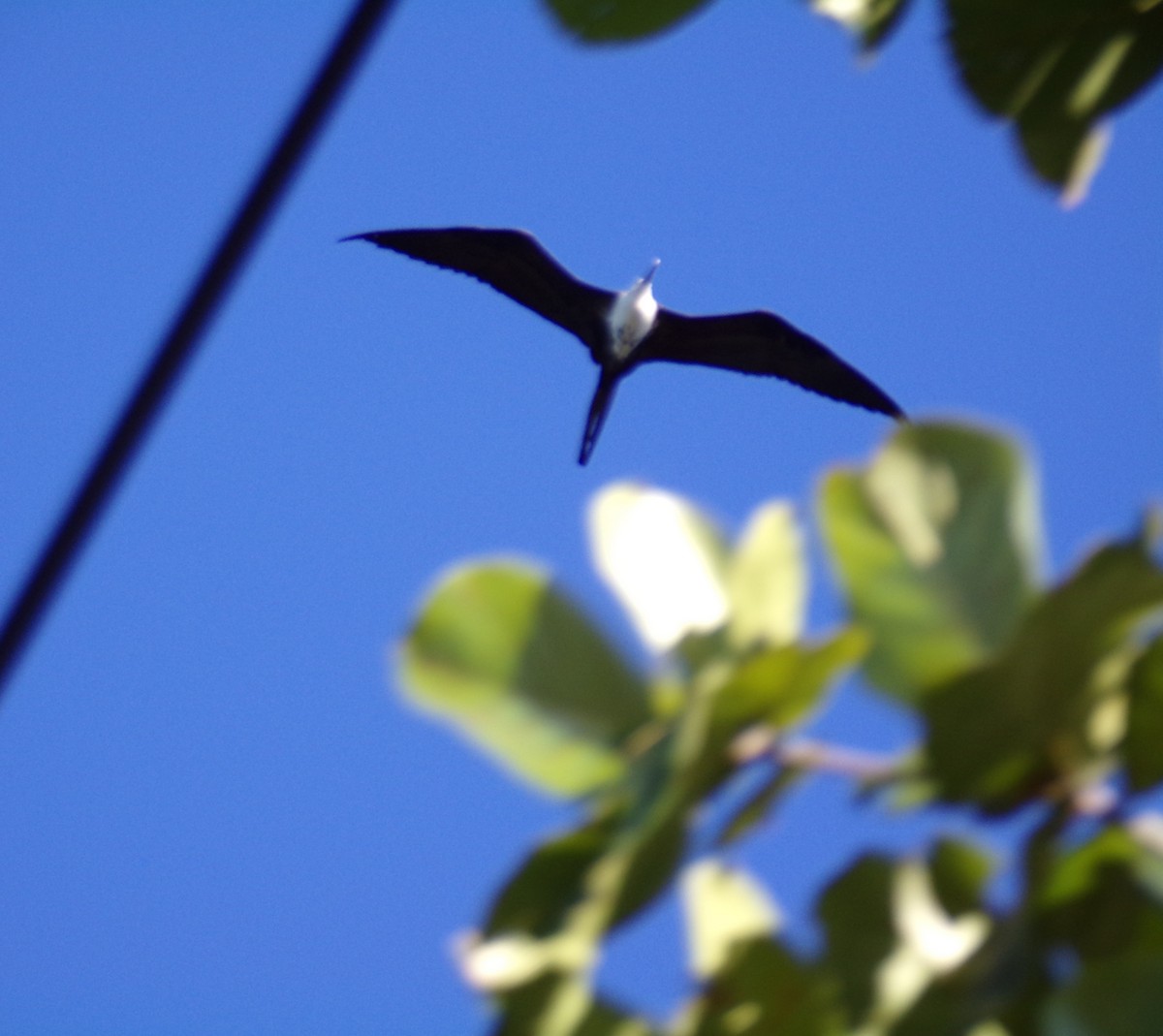 Magnificent Frigatebird - Antonio Sturion Junior