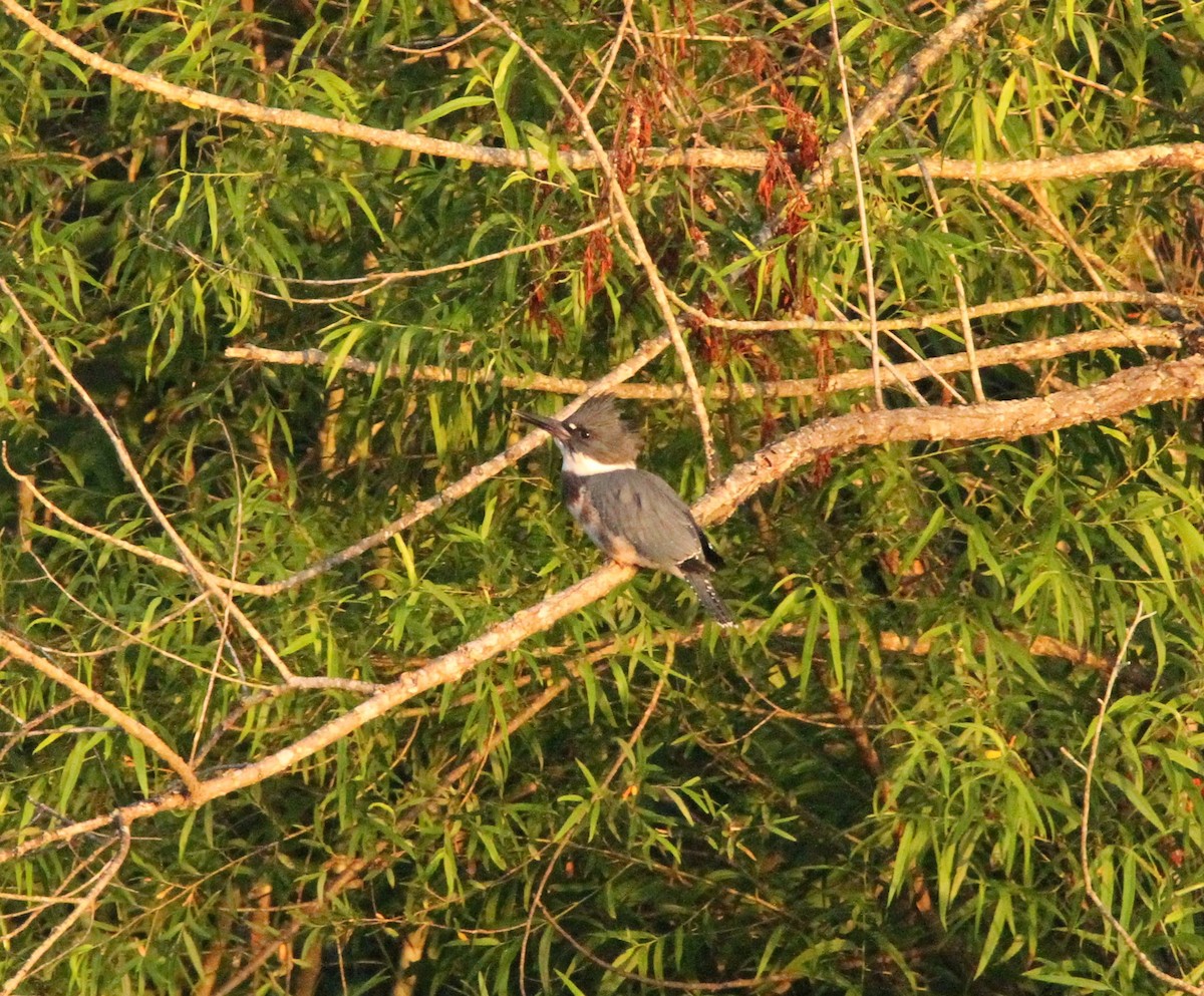 Belted Kingfisher - ML620655953