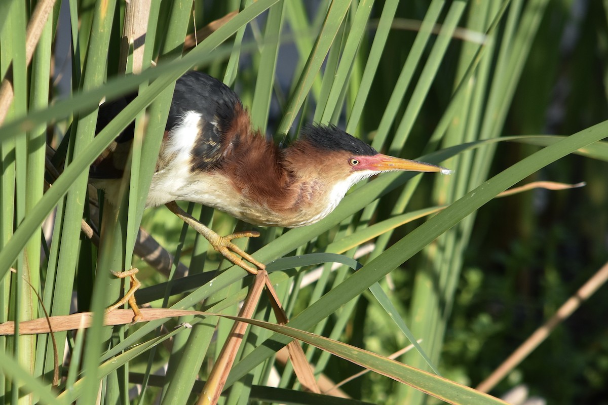 Least Bittern - ML620655960