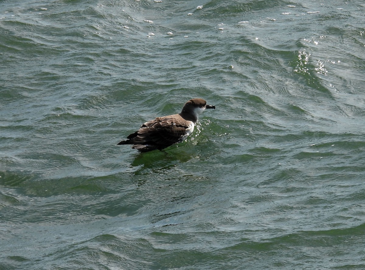 Great Shearwater - ML620655967