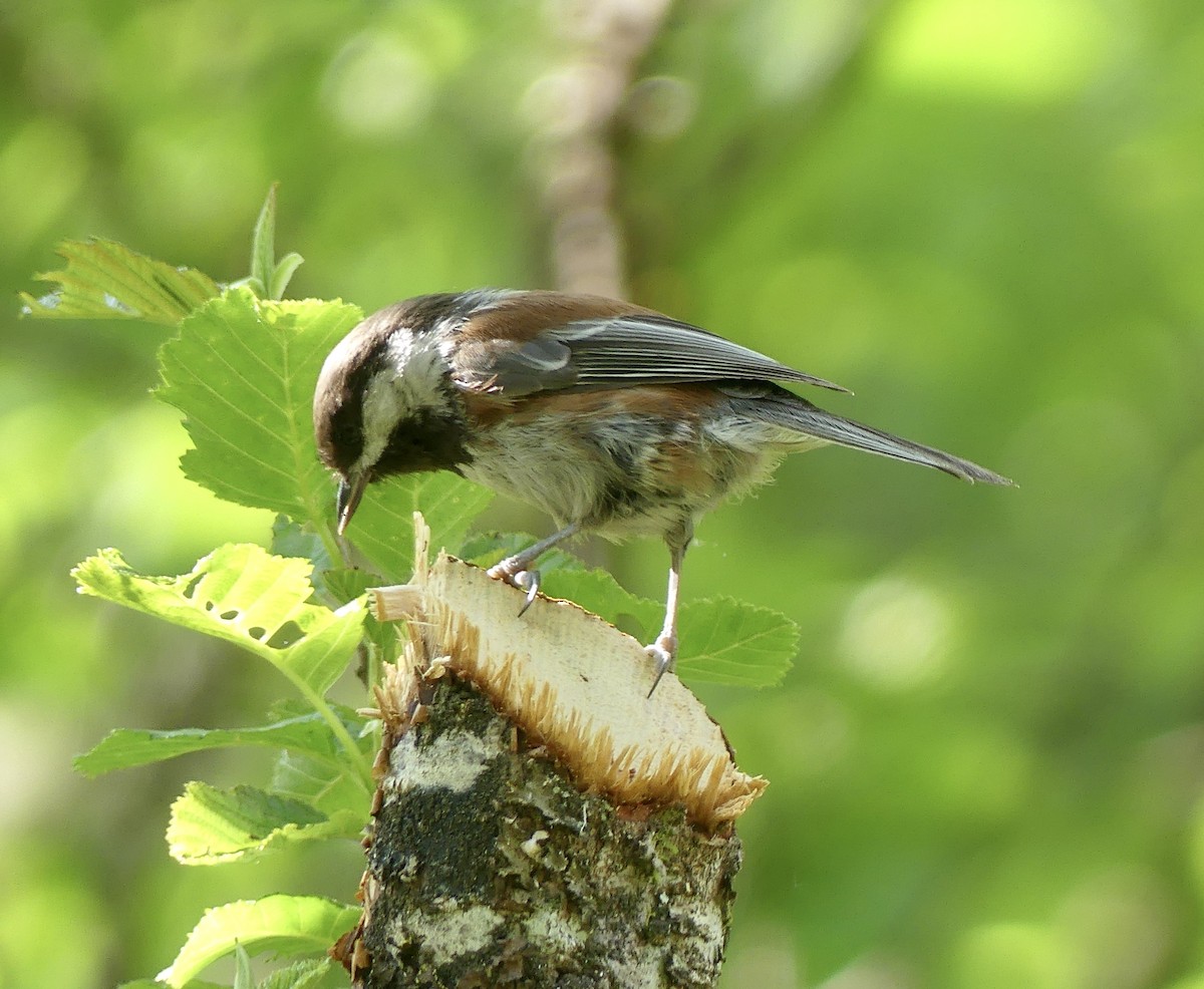 Mésange à dos marron - ML620655969