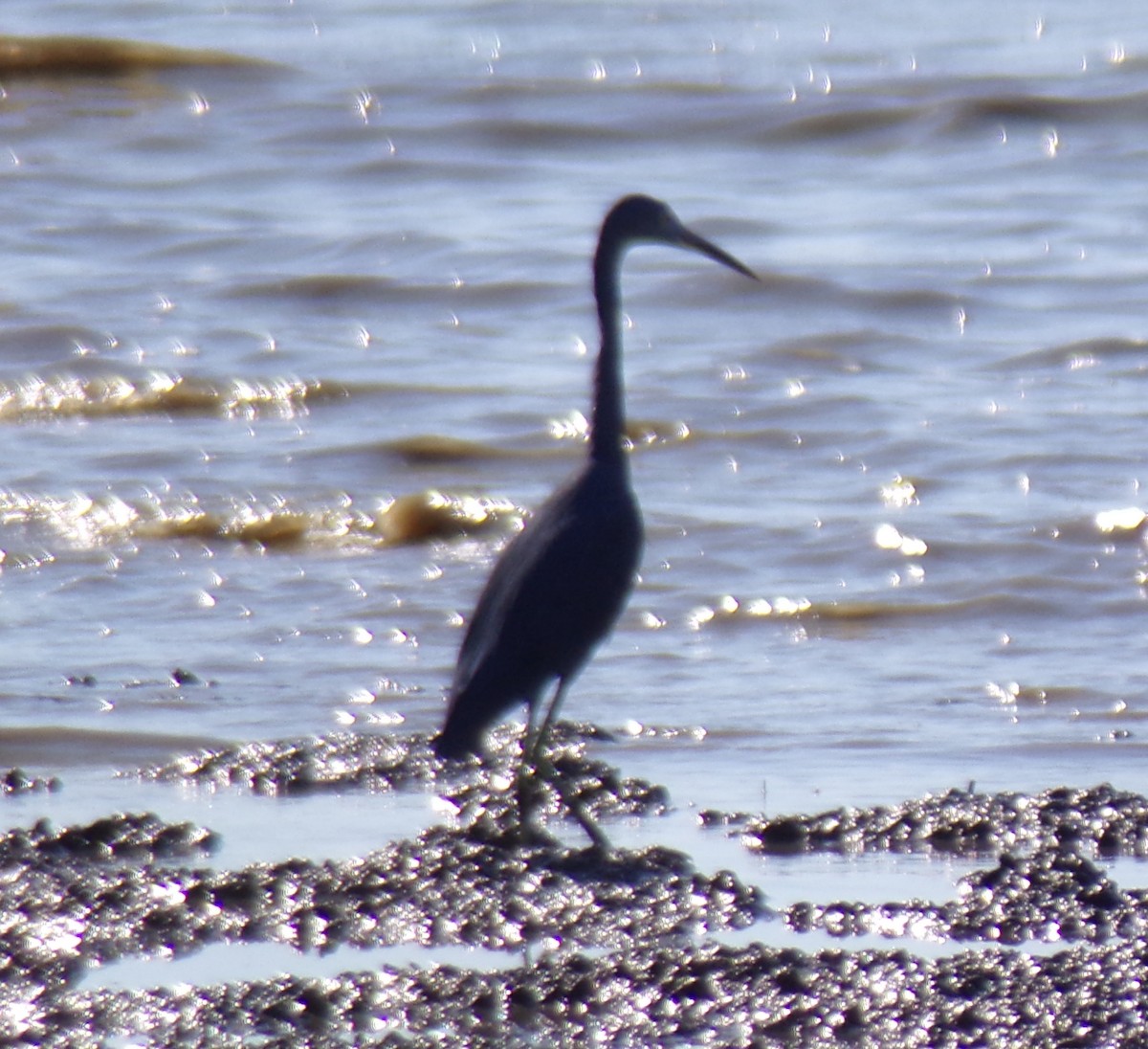 Little Blue Heron - ML620655973