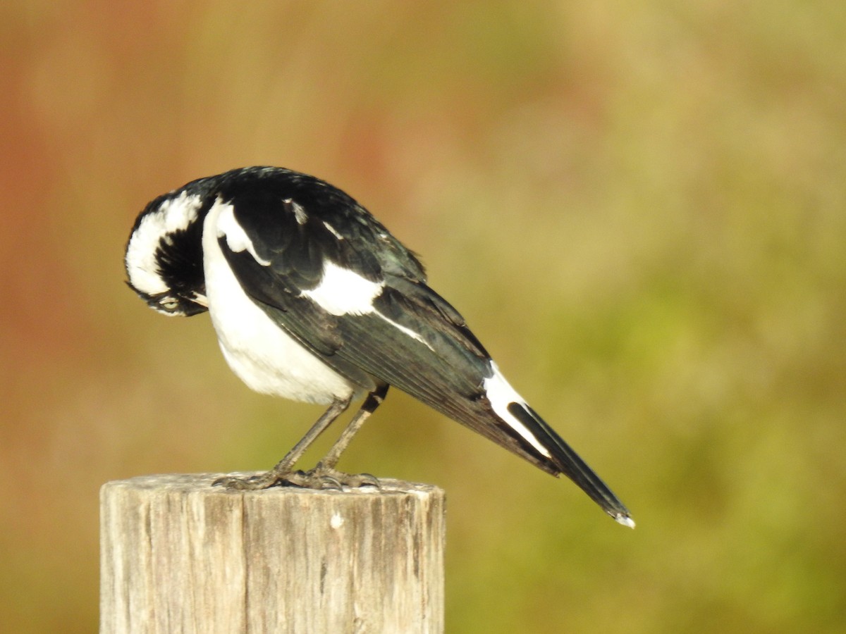 Magpie-lark - ML620655975