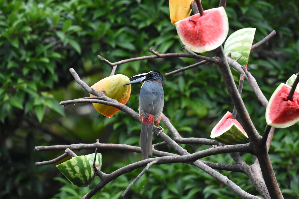 Collared Aracari - ML620655980