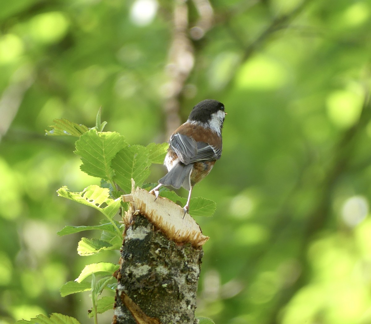 Mésange à dos marron - ML620655981