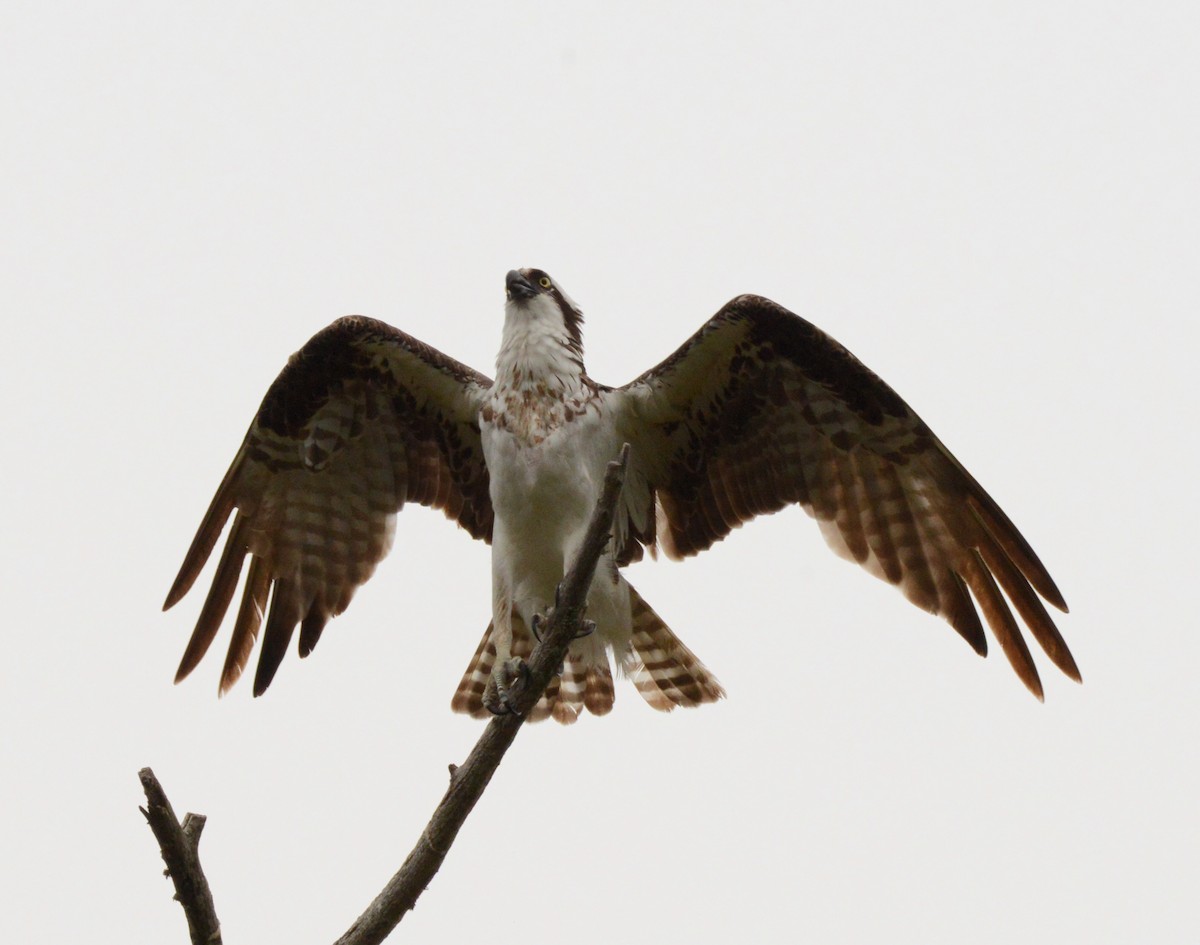 Águila Pescadora - ML620655982