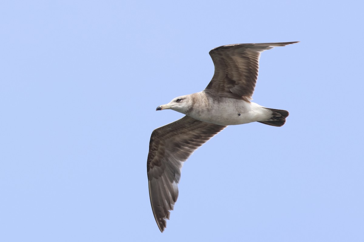 Black-tailed Gull - ML620655984