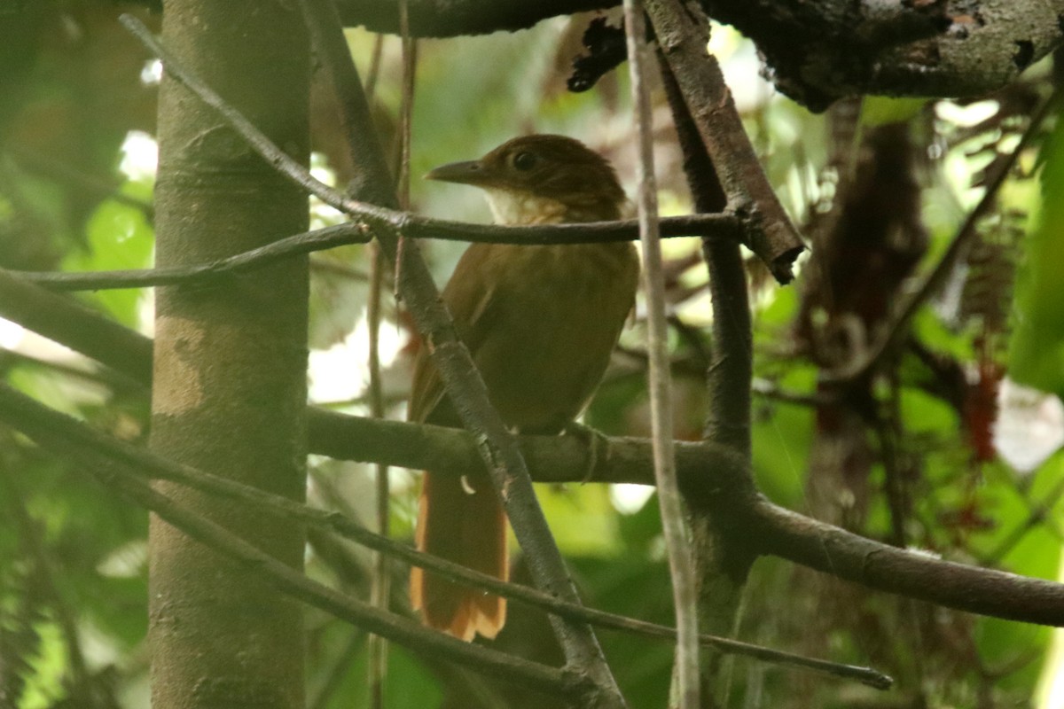 Ochre-throated Foliage-gleaner - ML620655986