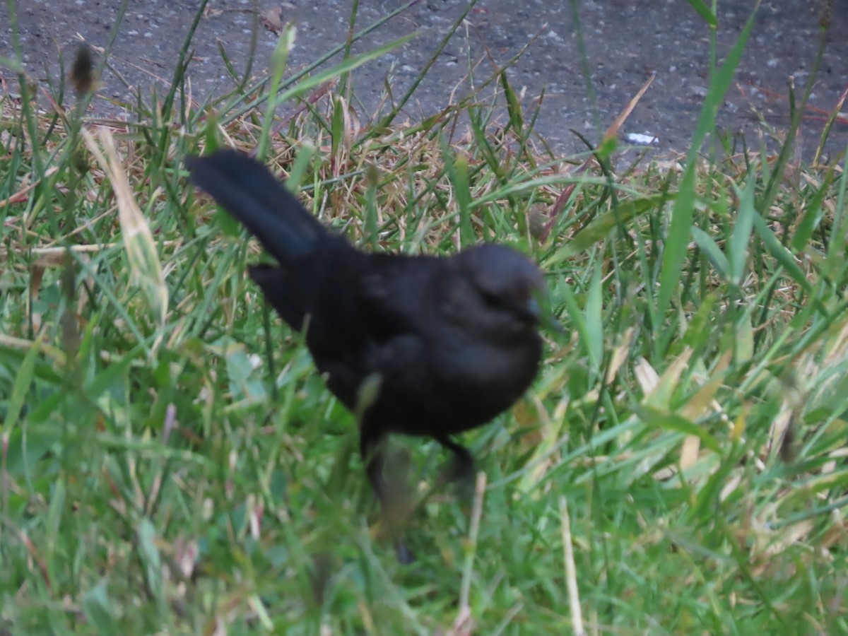 Brewer's Blackbird - ML620655988