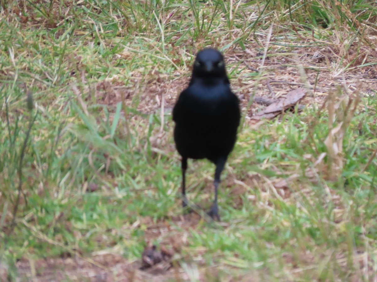 Brewer's Blackbird - ML620655990