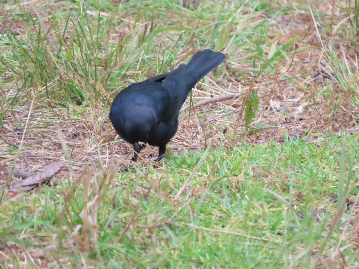 Brewer's Blackbird - ML620655991