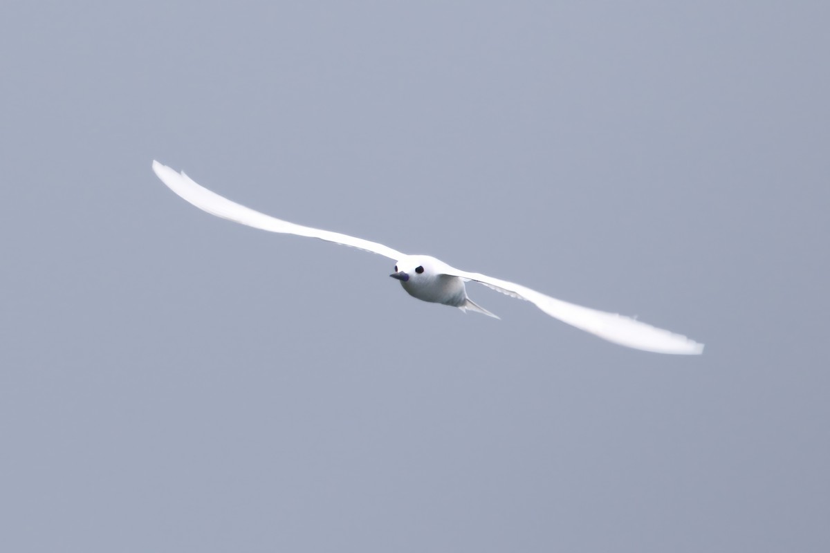 White Tern - ML620655992